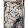 Frozen Octopus Natural Frozen Fresh Cuttlefish Whole Round 50-200g Manufactory